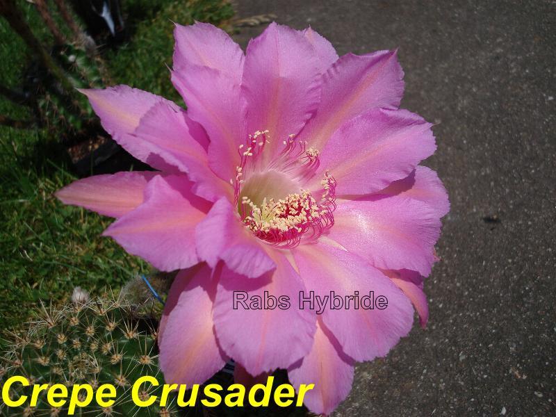 Bilder 2012/Crepe Crusader.jpg 